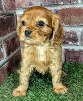 Cash AKC registration , a male Cavalier King Charles Spaniel for sale in Clark, MO – 6 of 10