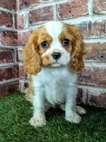 Jake, a male Cavalier King Charles Spaniel for sale in Clark, MO – 8 of 10
