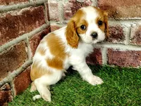 Max AKC , a male Cavalier King Charles Spaniel for sale in Clark, MO – 4 of 10
