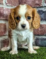 Jake, a male Cavalier King Charles Spaniel for sale in Clark, MO – 10 of 10
