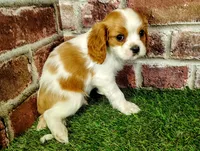 Max AKC , a male Cavalier King Charles Spaniel for sale in Clark, MO – 10 of 10