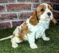 Ruger AKC registration , a male Cavalier King Charles Spaniel for sale in Clark, MO – 2 of 10