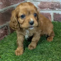 Louie AKC registration, a male Cavalier King Charles Spaniel for sale in Clark, MO – Photo 8 of 10