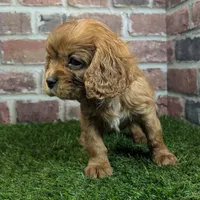 Louie AKC registration, a male Cavalier King Charles Spaniel for sale in Clark, MO – Photo 4 of 10
