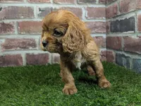 processed/48a5719f-500e-44b6-9f17-814718151d99/listing/b5b83f6c-b669-427c-9eda-fab3fef455e2/68164e36-0a34-49f3-b698-93a8a6764f79