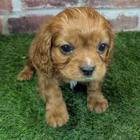 Louie AKC registration, a male Cavalier King Charles Spaniel for sale in Clark, MO – Photo 3 of 10