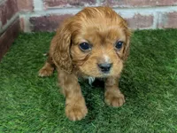 processed/48a5719f-500e-44b6-9f17-814718151d99/listing/b5b83f6c-b669-427c-9eda-fab3fef455e2/686626bb-7665-495b-b807-a40ad45ee5a6