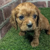 Louie AKC registration, a male Cavalier King Charles Spaniel for sale in Clark, MO – Photo 9 of 10