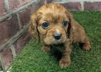 processed/48a5719f-500e-44b6-9f17-814718151d99/listing/b5b83f6c-b669-427c-9eda-fab3fef455e2/89cc50ad-2730-4b96-9877-0c640a6f6864