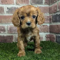 Louie AKC registration, a male Cavalier King Charles Spaniel for sale in Clark, MO – Photo 6 of 10