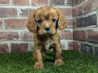 processed/48a5719f-500e-44b6-9f17-814718151d99/listing/b5b83f6c-b669-427c-9eda-fab3fef455e2/8acd168a-c194-4deb-a52b-6452ff8aea06