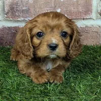 Louie AKC registration, a male Cavalier King Charles Spaniel for sale in Clark, MO – Photo 7 of 10