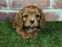 processed/48a5719f-500e-44b6-9f17-814718151d99/listing/b5b83f6c-b669-427c-9eda-fab3fef455e2/8fc823b0-5061-43b2-a3ea-e18dab0b356d