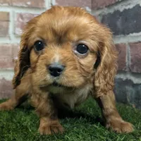 Louie AKC registration, a male Cavalier King Charles Spaniel for sale in Clark, MO – Photo 2 of 10
