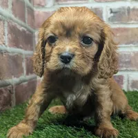 Louie AKC registration, a male Cavalier King Charles Spaniel for sale in Clark, MO – Photo 10 of 10