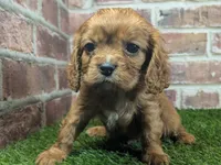 processed/48a5719f-500e-44b6-9f17-814718151d99/listing/b5b83f6c-b669-427c-9eda-fab3fef455e2/ceec17f9-80cc-4884-bfcc-0333bff1dec1