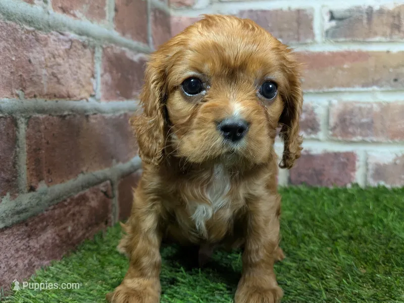 Louie AKC registration