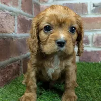 Louie AKC registration, a male Cavalier King Charles Spaniel for sale in Clark, MO – Photo 1 of 10