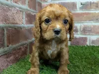 processed/48a5719f-500e-44b6-9f17-814718151d99/listing/b5b83f6c-b669-427c-9eda-fab3fef455e2/f2c5bb04-fd4a-4931-8736-fbbe7358dd02