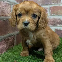 Louie AKC registration, a male Cavalier King Charles Spaniel for sale in Clark, MO – Photo 5 of 10