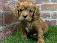 processed/48a5719f-500e-44b6-9f17-814718151d99/listing/b5b83f6c-b669-427c-9eda-fab3fef455e2/f5d4eaf5-8ebd-44f9-a12d-f5261f2680b5