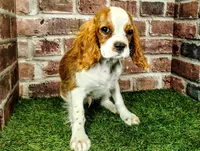 Johnny AKC , a male Cavalier King Charles Spaniel for sale in Clark, MO – 9 of 10