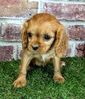 Cherry , a female Cavalier King Charles Spaniel for sale in Clark, MO – 5 of 10