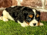 Toby, a male Cavalier King Charles Spaniel for sale in Clark, MO – 6 of 10