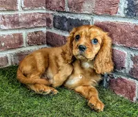 Rocco, a male Cavalier King Charles Spaniel for sale in Clark, MO – 9 of 10