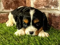Toby, a male Cavalier King Charles Spaniel for sale in Clark, MO – 2 of 10