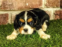 Molly, a female Cavalier King Charles Spaniel for sale in Clark, MO – 2 of 10