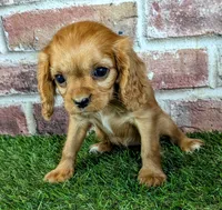 Cherry , a female Cavalier King Charles Spaniel for sale in Clark, MO – 3 of 10