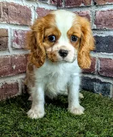 Jake, a male Cavalier King Charles Spaniel for sale in Clark, MO – 10 of 10