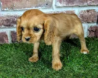 Cherry , a female Cavalier King Charles Spaniel for sale in Clark, MO – 4 of 10