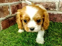 Max AKC , a male Cavalier King Charles Spaniel for sale in Clark, MO – 2 of 10