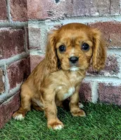 Rosie , a female Cavalier King Charles Spaniel for sale in Clark, MO – 5 of 9