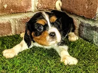 Molly, a female Cavalier King Charles Spaniel for sale in Clark, MO – 3 of 10