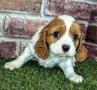 Ruger AKC registration , a male Cavalier King Charles Spaniel for sale in Clark, MO – 7 of 10