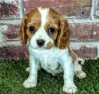 Rocky , a male Cavalier King Charles Spaniel for sale in Clark, MO – 8 of 10