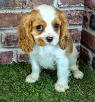 Jake, a male Cavalier King Charles Spaniel for sale in Clark, MO – 3 of 10