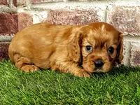 Rocco , a male Cavalier King Charles Spaniel for sale in Clark, MO – 7 of 10