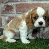 Ralphie akc registration, a male Cavalier King Charles Spaniel for sale in Clark, MO – Photo 3 of 10