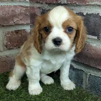 Ralphie akc registration, a male Cavalier King Charles Spaniel for sale in Clark, MO – Photo 8 of 10
