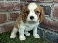 processed/48a5719f-500e-44b6-9f17-814718151d99/listing/c69b8db2-dc30-42ec-94a4-9c6d4e9b8776/342fbe72-bbcb-433e-ac24-1175d523501b