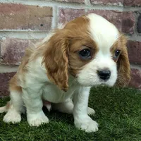 Ralphie akc registration, a male Cavalier King Charles Spaniel for sale in Clark, MO – Photo 5 of 10
