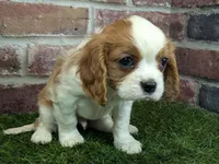 processed/48a5719f-500e-44b6-9f17-814718151d99/listing/c69b8db2-dc30-42ec-94a4-9c6d4e9b8776/35f87413-34fc-429d-bd68-aef8773ee03d