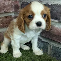 Ralphie akc registration, a male Cavalier King Charles Spaniel for sale in Clark, MO – Photo 7 of 10