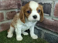 processed/48a5719f-500e-44b6-9f17-814718151d99/listing/c69b8db2-dc30-42ec-94a4-9c6d4e9b8776/5b43156c-1584-47e6-a9c4-52722f3979a5