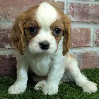Ralphie akc registration, a male Cavalier King Charles Spaniel for sale in Clark, MO – Photo 2 of 10