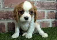 processed/48a5719f-500e-44b6-9f17-814718151d99/listing/c69b8db2-dc30-42ec-94a4-9c6d4e9b8776/6ac009dd-af93-49d4-a287-82695246d784